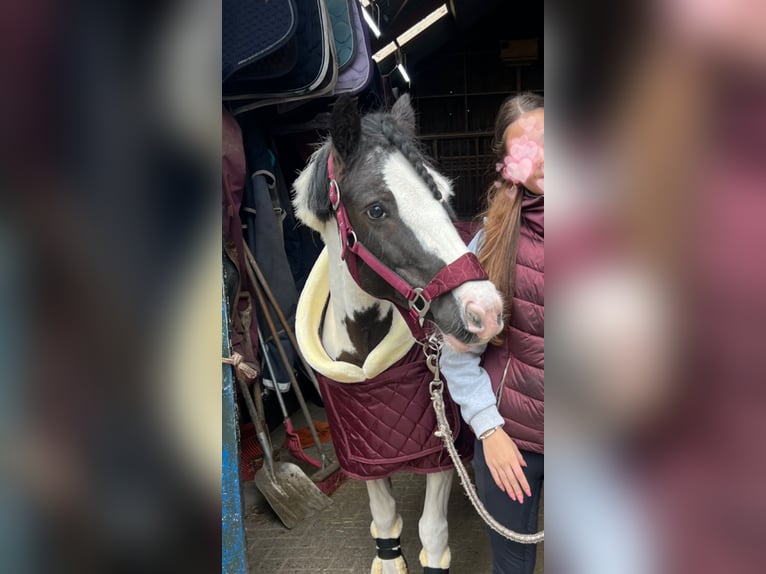 Cob Irlandese / Tinker / Gypsy Vanner Giumenta 9 Anni 137 cm Pezzato in De Cocksdorp