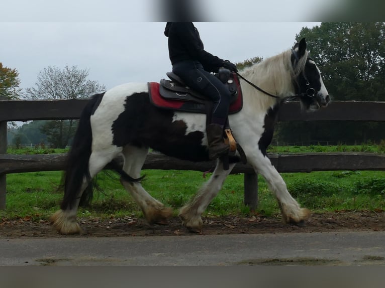 Cob Irlandese / Tinker / Gypsy Vanner Giumenta 9 Anni 139 cm Pezzato in Lathen