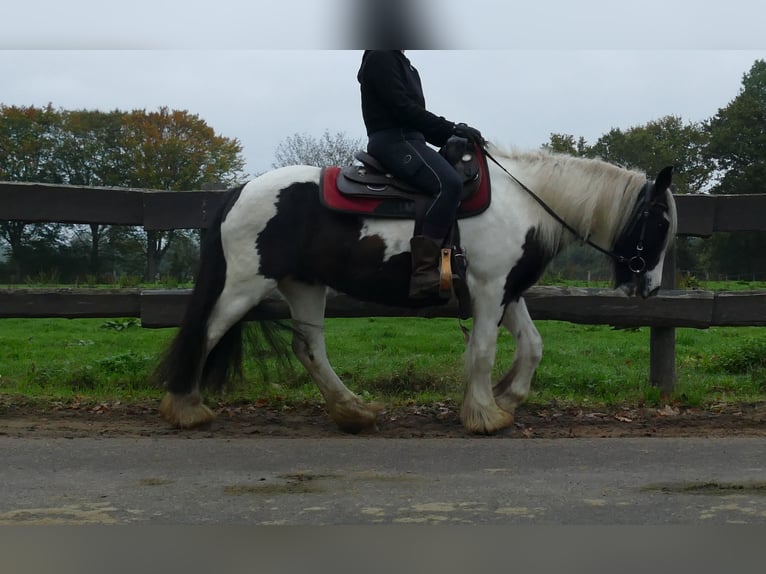 Cob Irlandese / Tinker / Gypsy Vanner Giumenta 9 Anni 139 cm Pezzato in Lathen