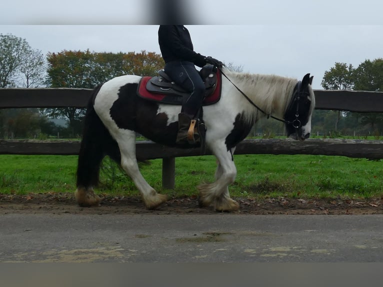 Cob Irlandese / Tinker / Gypsy Vanner Giumenta 9 Anni 139 cm Pezzato in Lathen