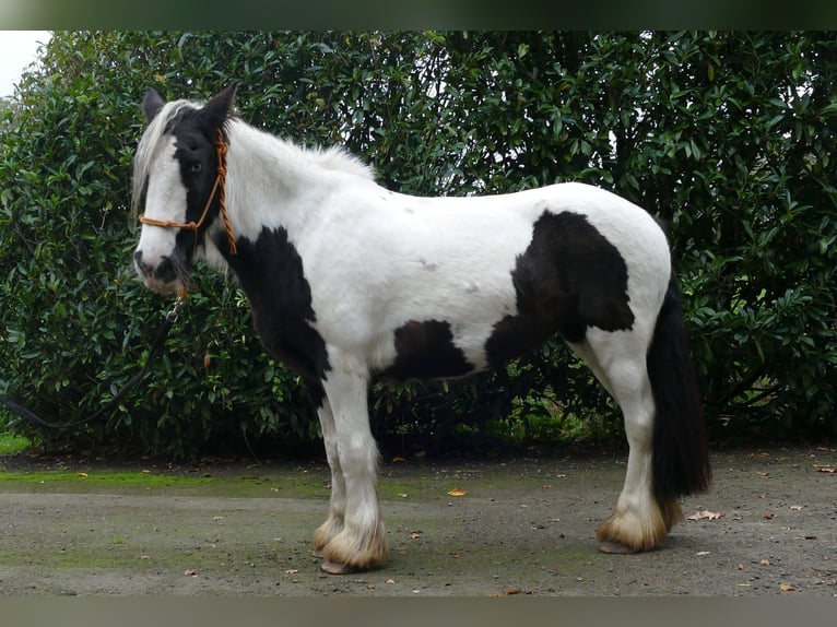Cob Irlandese / Tinker / Gypsy Vanner Giumenta 9 Anni 139 cm Pezzato in Lathen
