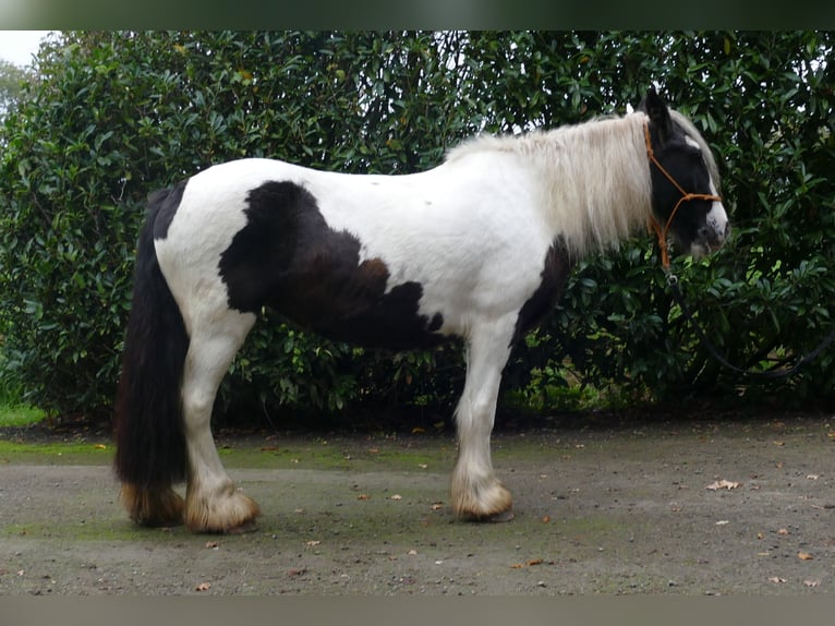 Cob Irlandese / Tinker / Gypsy Vanner Giumenta 9 Anni 139 cm Pezzato in Lathen