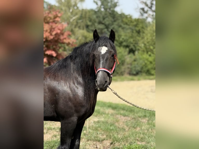 Cob Irlandese / Tinker / Gypsy Vanner Giumenta 9 Anni 140 cm Morello in Achstetten