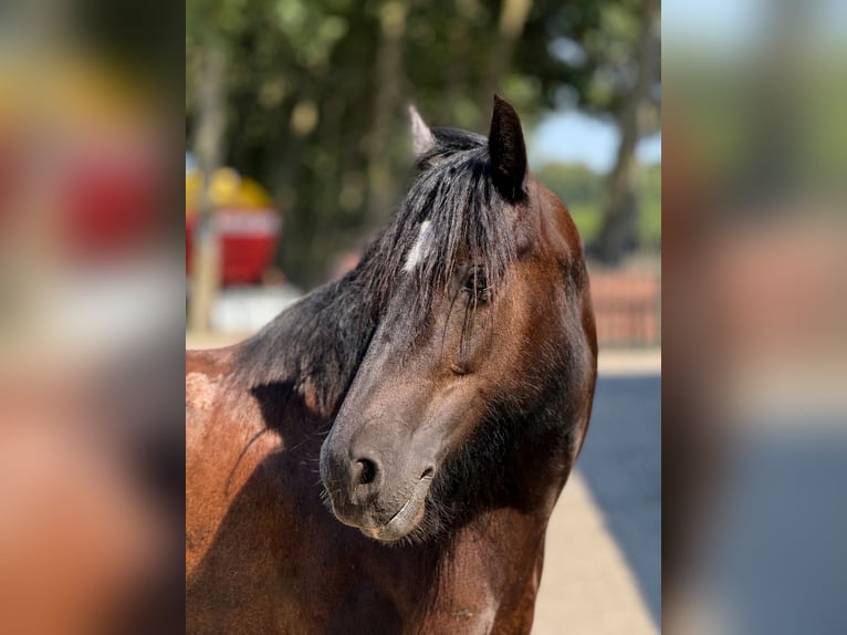 Cob Irlandese / Tinker / Gypsy Vanner Giumenta 9 Anni 140 cm Morello in Achstetten