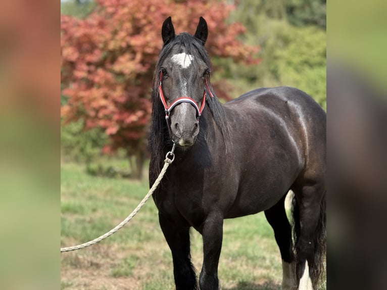 Cob Irlandese / Tinker / Gypsy Vanner Giumenta 9 Anni 140 cm Morello in Achstetten