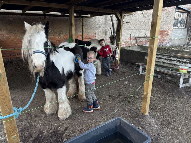 Cob Irlandese / Tinker / Gypsy Vanner Giumenta 9 Anni 140 cm Tobiano-tutti i colori in Gol&#xDF;en