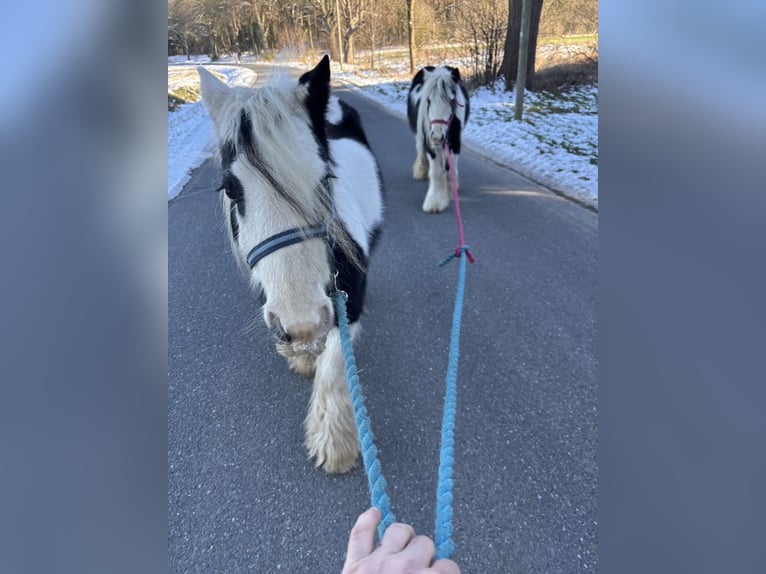Cob Irlandese / Tinker / Gypsy Vanner Giumenta 9 Anni 140 cm Tobiano-tutti i colori in Gol&#xDF;en