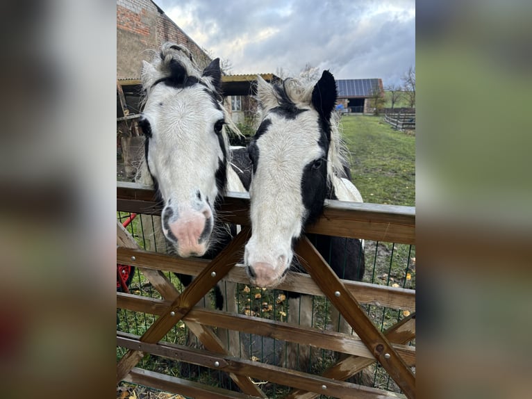 Cob Irlandese / Tinker / Gypsy Vanner Giumenta 9 Anni 140 cm Tobiano-tutti i colori in Gol&#xDF;en