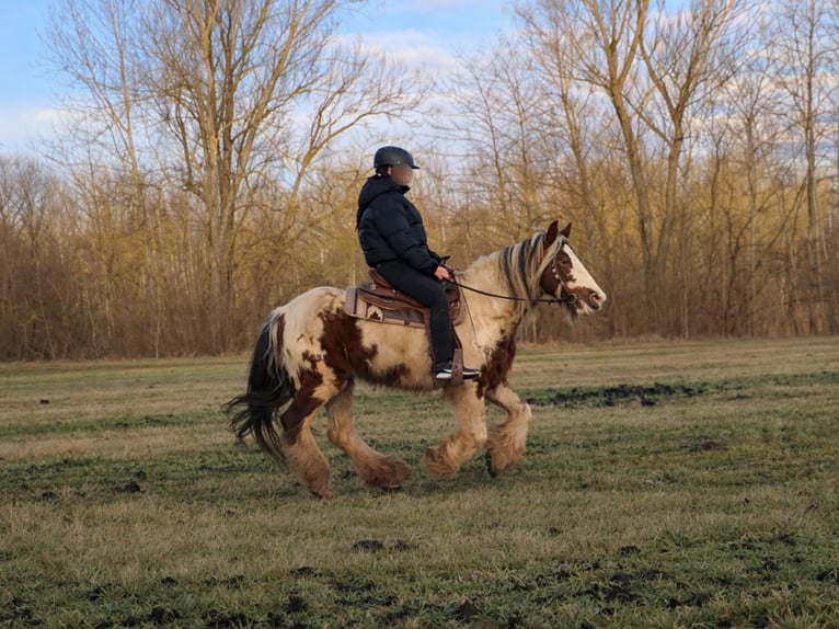 Cob Irlandese / Tinker / Gypsy Vanner Giumenta 9 Anni 142 cm Pezzato in Gera