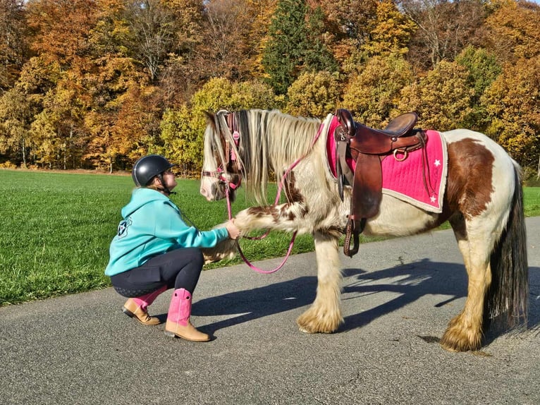 Cob Irlandese / Tinker / Gypsy Vanner Giumenta 9 Anni 144 cm Pezzato in Linkenbach Cob Irlandese / Tinker / Gypsy Vanner Giumenta 9 Anni 144 cm Pezzato in Linkenbach