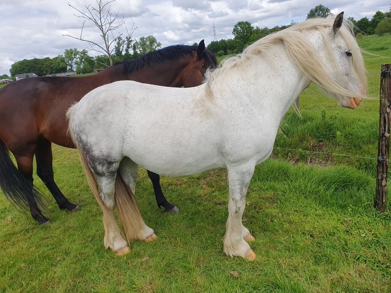 Cob Irlandese / Tinker / Gypsy Vanner Giumenta 9 Anni 146 cm Roano blu in Assen