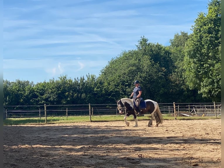 Cob Irlandese / Tinker / Gypsy Vanner Giumenta 9 Anni 148 cm Pezzato in Apeldoorn