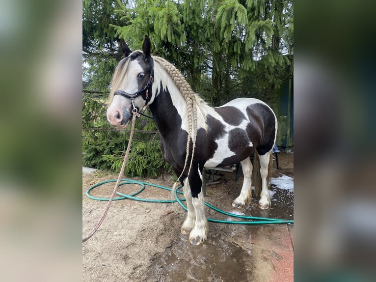 Cob Irlandese / Tinker / Gypsy Vanner Giumenta 9 Anni 148 cm Pezzato in Apeldoorn