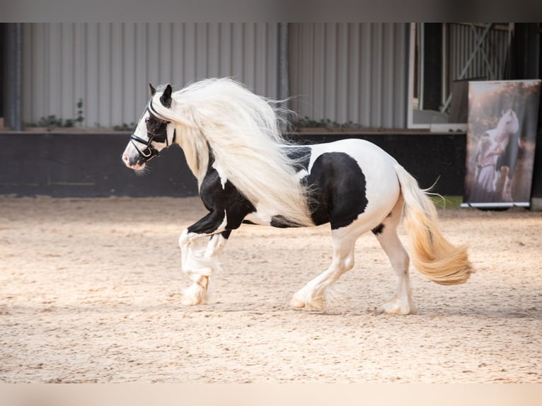 Cob Irlandese / Tinker / Gypsy Vanner Giumenta 9 Anni 148 cm Pezzato in Apeldoorn