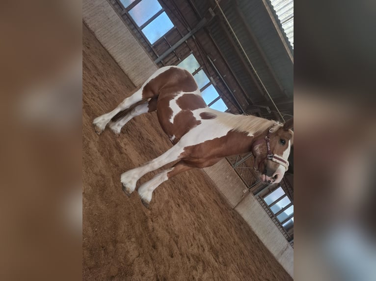 Cob Irlandese / Tinker / Gypsy Vanner Giumenta 9 Anni 150 cm Pezzato in Pichl bei wels