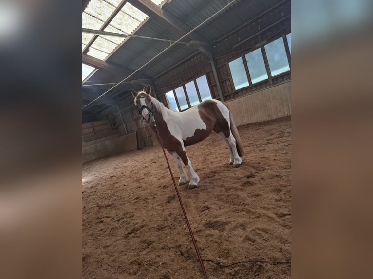 Cob Irlandese / Tinker / Gypsy Vanner Giumenta 9 Anni 150 cm Pezzato in Pichl bei wels