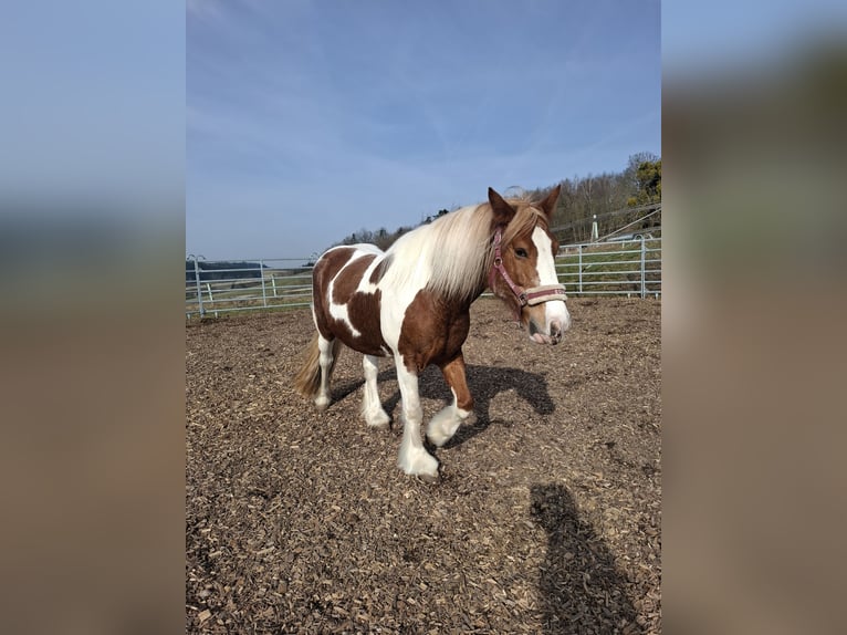 Cob Irlandese / Tinker / Gypsy Vanner Giumenta 9 Anni 150 cm Pezzato in Pichl bei wels