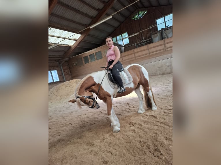 Cob Irlandese / Tinker / Gypsy Vanner Giumenta 9 Anni 150 cm Pezzato in Pichl bei wels