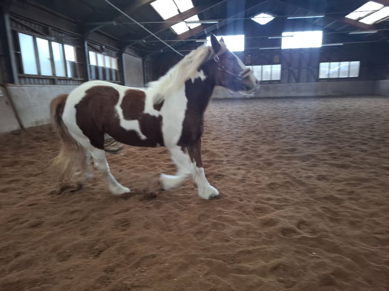 Cob Irlandese / Tinker / Gypsy Vanner Giumenta 9 Anni 150 cm Pezzato in Pichl bei wels