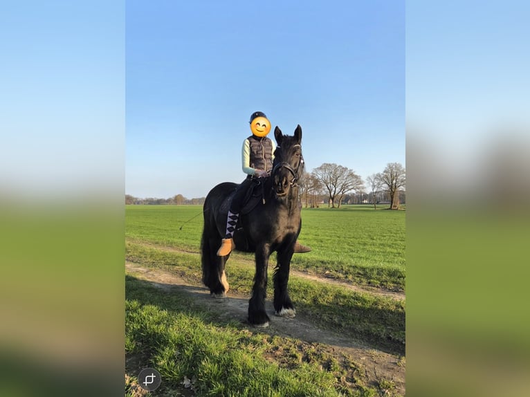 Cob Irlandese / Tinker / Gypsy Vanner Giumenta 9 Anni 152 cm Morello in Hude (Oldenburg)