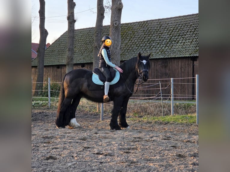 Cob Irlandese / Tinker / Gypsy Vanner Giumenta 9 Anni 152 cm Morello in Hude (Oldenburg)