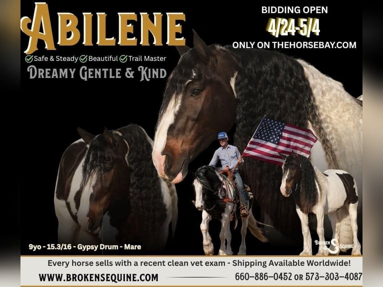 Cob Irlandese / Tinker / Gypsy Vanner Mix Giumenta 9 Anni 160 cm Baio ciliegia in Bogard, MO