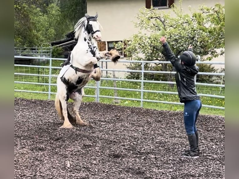 Cob Irlandese / Tinker / Gypsy Vanner Mix Giumenta 9 Anni 175 cm Grigio ferro in Valchava