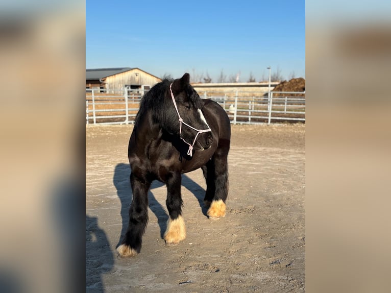 Cob Irlandese / Tinker / Gypsy Vanner Giumenta 9 Anni Morello in Flein