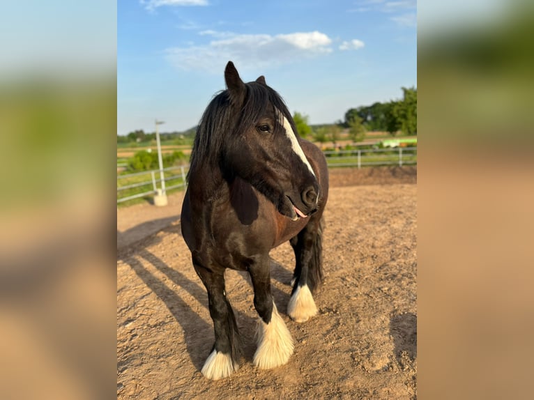Cob Irlandese / Tinker / Gypsy Vanner Giumenta 9 Anni Morello in Flein