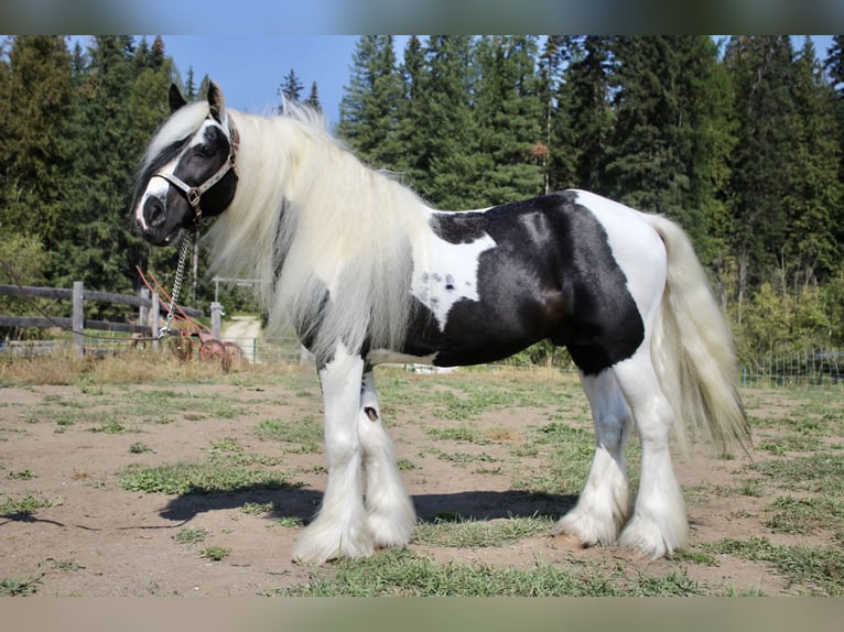 Cob Irlandese / Tinker / Gypsy Vanner Mix Giumenta Puledri (03/2025) 142 cm Pelle di daino in Newport WA