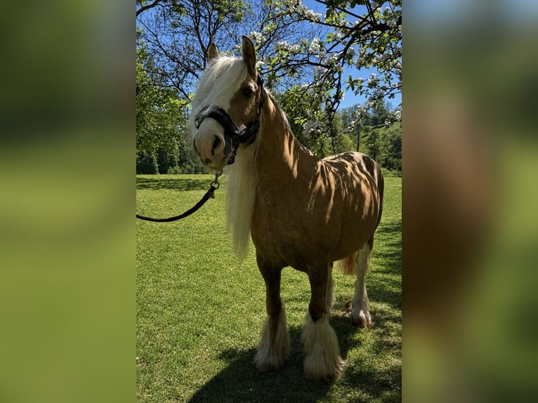 Cob Irlandese / Tinker / Gypsy Vanner Giumenta Puledri (05/2026) 145 cm Sabino in Bitburg