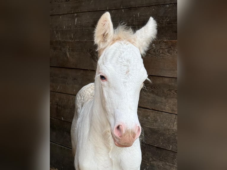 Cob Irlandese / Tinker / Gypsy Vanner Giumenta Puledri (05/2026) 145 cm Sabino in Bitburg