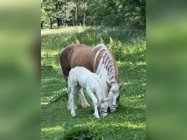Cob Irlandese / Tinker / Gypsy Vanner Giumenta Puledri (05/2026) 145 cm Sabino in Bitburg