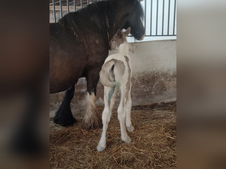 Cob Irlandese / Tinker / Gypsy Vanner Giumenta Puledri (05/2026) 150 cm Grigio pezzato in Prievidza, Slovakia