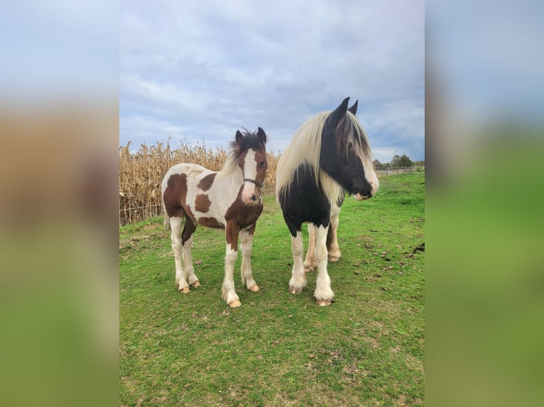 Cob Irlandese / Tinker / Gypsy Vanner Giumenta Puledri (06/2025) 150 cm Pezzato in Hasselt