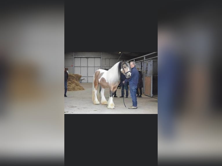Cob Irlandese / Tinker / Gypsy Vanner Giumenta Puledri (06/2025) 150 cm Pezzato in Hasselt