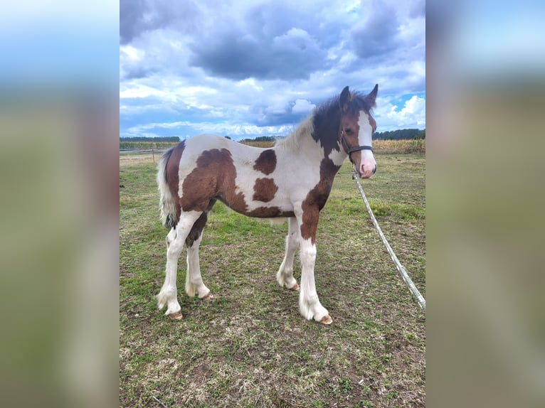 Cob Irlandese / Tinker / Gypsy Vanner Giumenta Puledri (06/2025) 150 cm Pezzato in Hasselt