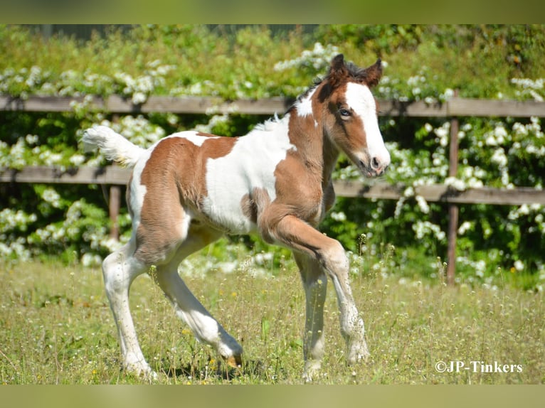 Cob Irlandese / Tinker / Gypsy Vanner Giumenta Puledri (04/2026) 155 cm Tobiano-tutti i colori in Hulsberg