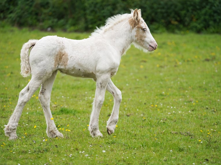 Cob Irlandese / Tinker / Gypsy Vanner Giumenta Puledri (04/2026)  in ries