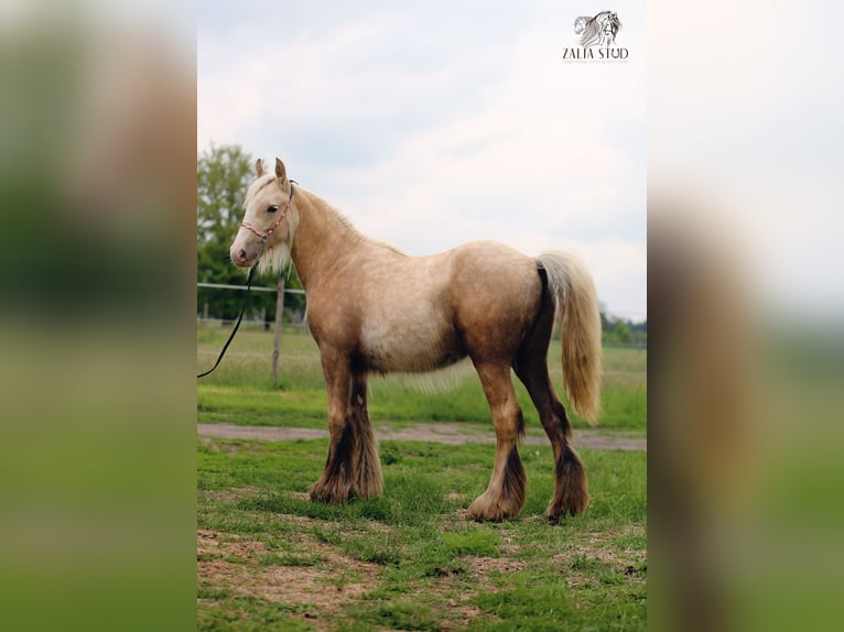 Cob Irlandese / Tinker / Gypsy Vanner Giumenta Puledri (01/2026) Palomino in Strykow