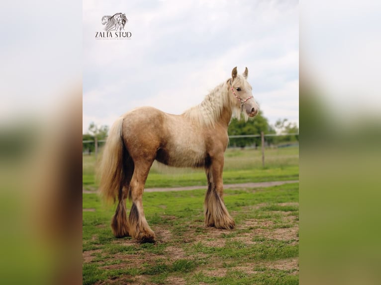 Cob Irlandese / Tinker / Gypsy Vanner Giumenta Puledri (01/2026) Palomino in Strykow