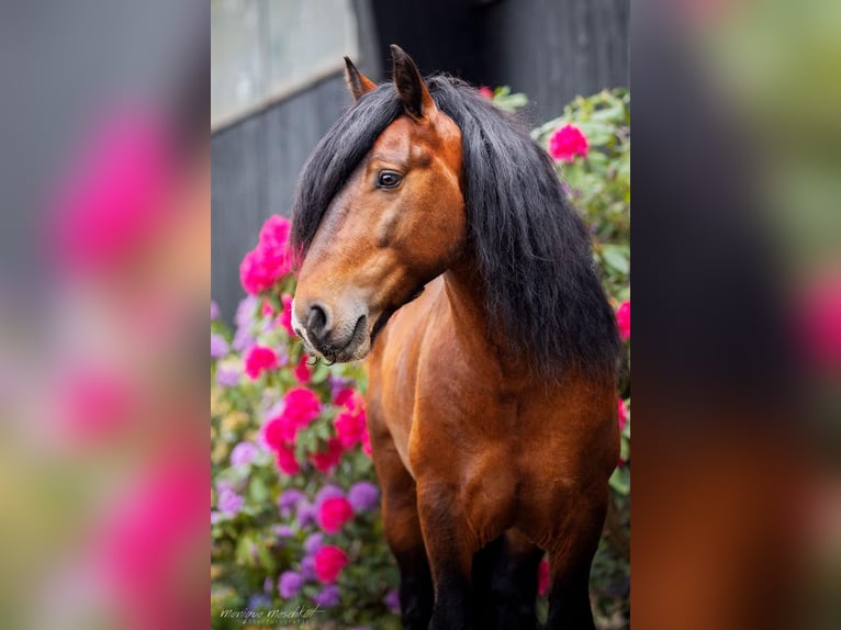 Cob Irlandese / Tinker / Gypsy Vanner Stallone 10 Anni 143 cm Baio in Hamburg