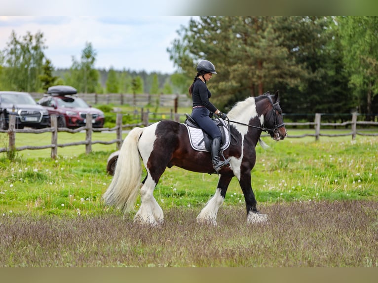 Cob Irlandese / Tinker / Gypsy Vanner Stallone 11 Anni 155 cm in Miko&#x142;&#xF3;w