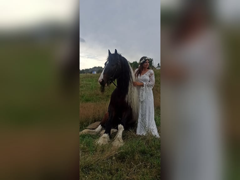 Cob Irlandese / Tinker / Gypsy Vanner Stallone 11 Anni 155 cm in Miko&#x142;&#xF3;w