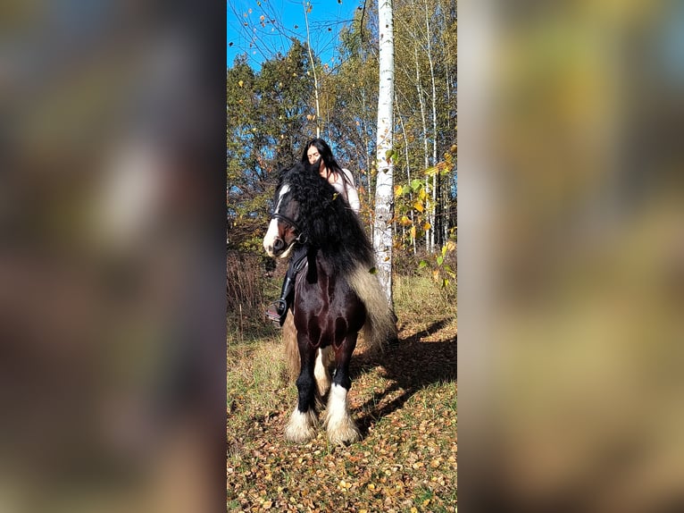 Cob Irlandese / Tinker / Gypsy Vanner Stallone 11 Anni 155 cm in Miko&#x142;&#xF3;w