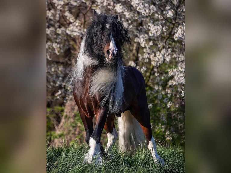 Cob Irlandese / Tinker / Gypsy Vanner Stallone 11 Anni 156 cm Pezzato in mikołów
