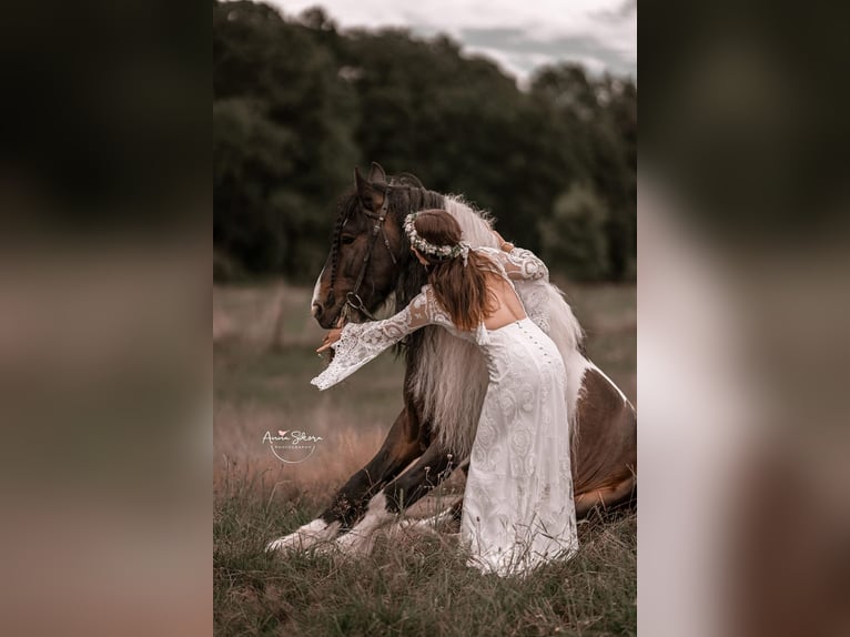 Cob Irlandese / Tinker / Gypsy Vanner Stallone 11 Anni 156 cm Pezzato in mikołów