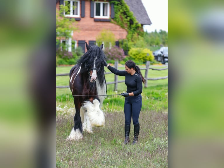 Cob Irlandese / Tinker / Gypsy Vanner Stallone 11 Anni 156 cm Pezzato in mikołów