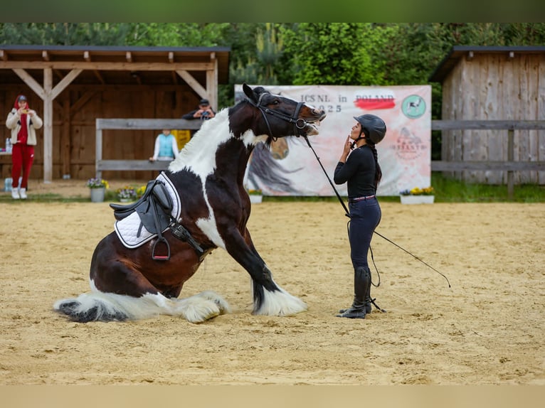 Cob Irlandese / Tinker / Gypsy Vanner Stallone 11 Anni 156 cm Pezzato in mikołów