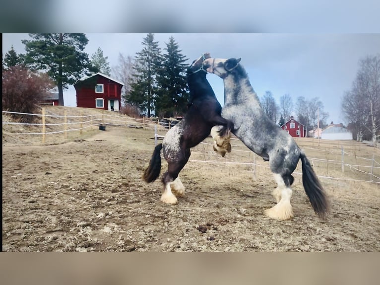 Cob Irlandese / Tinker / Gypsy Vanner Stallone 14 Anni 154 cm in F&#xF6;llinge